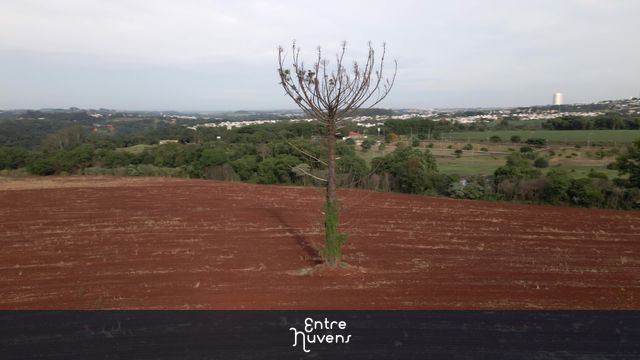 uma árvore araucária sozinha em uma lavoura com prédios da cidade ao fundo