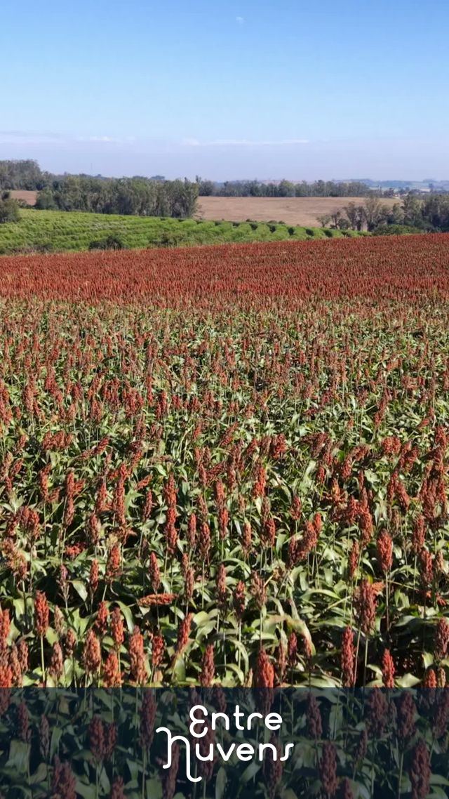 Vasto Campo de Sorgo em Pleno Crescimento sob o Sol Forte — vídeo aéreo de Sorocaba