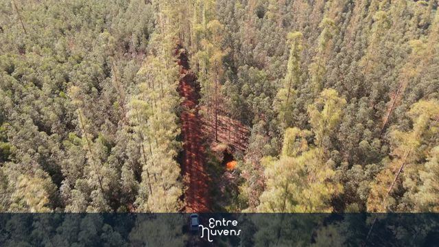 Veículo andando no meio de plantão de eucalipto — vídeo aéreo de Assaí