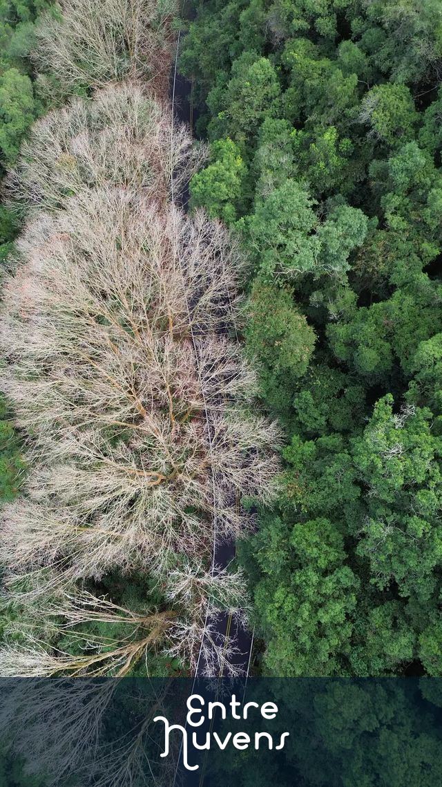 Video Rodovia em meio a vegetação — vídeo aéreo de Caxias do Sul