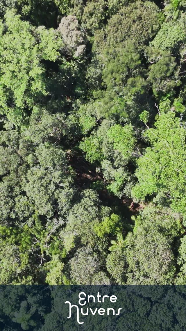 Vista Aérea da Copa de Árvores em Floresta Tropical Densa — vídeo aéreo de Jundiaí