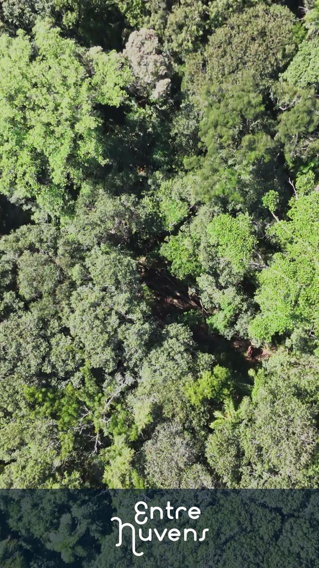 Vista aérea da exuberante floresta densa com trilha oculta