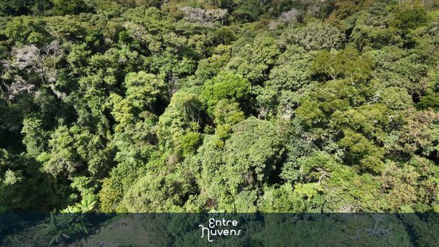 Vista aérea da floresta tropical e vegetação densa