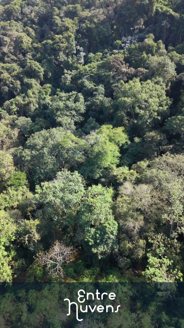 Vista aérea da Mata Atlântica exuberante e densa