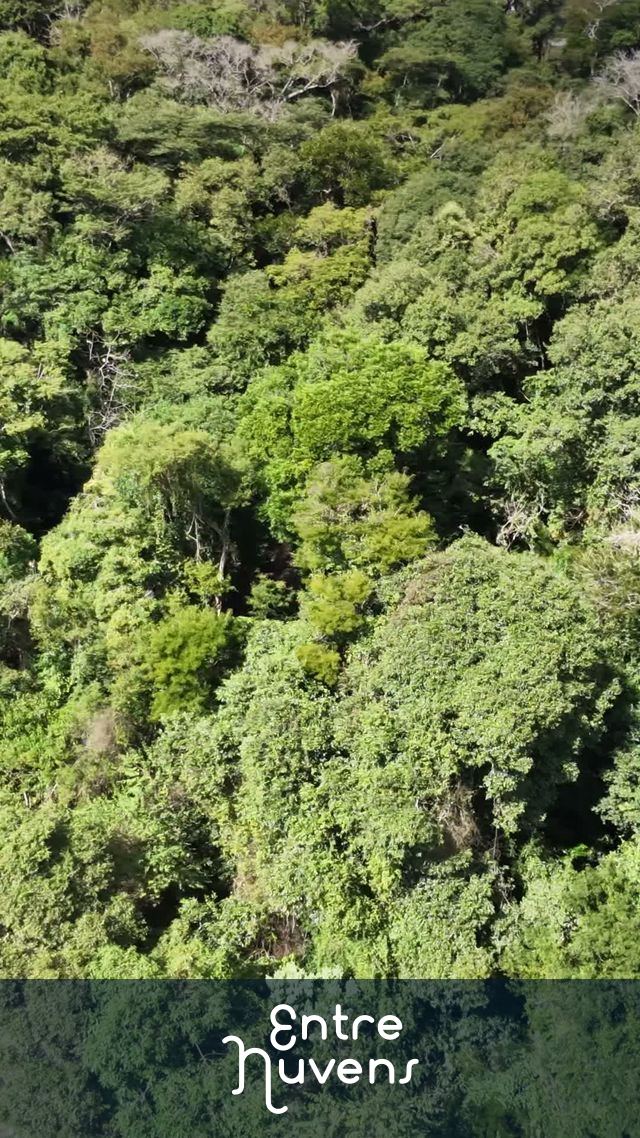 Vista Aérea da Mata Atlântica: Imersão na Natureza Selvagem