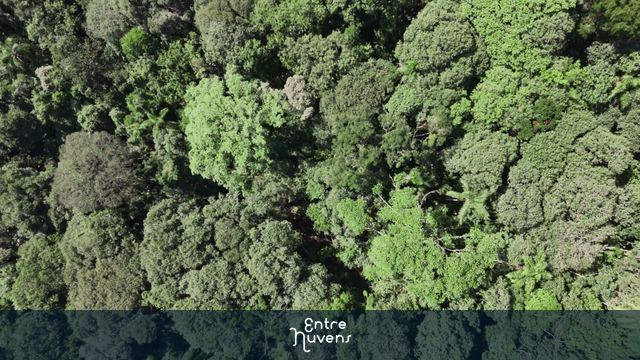Vista Aérea da Mata Atlântica: Natureza em Detalhes