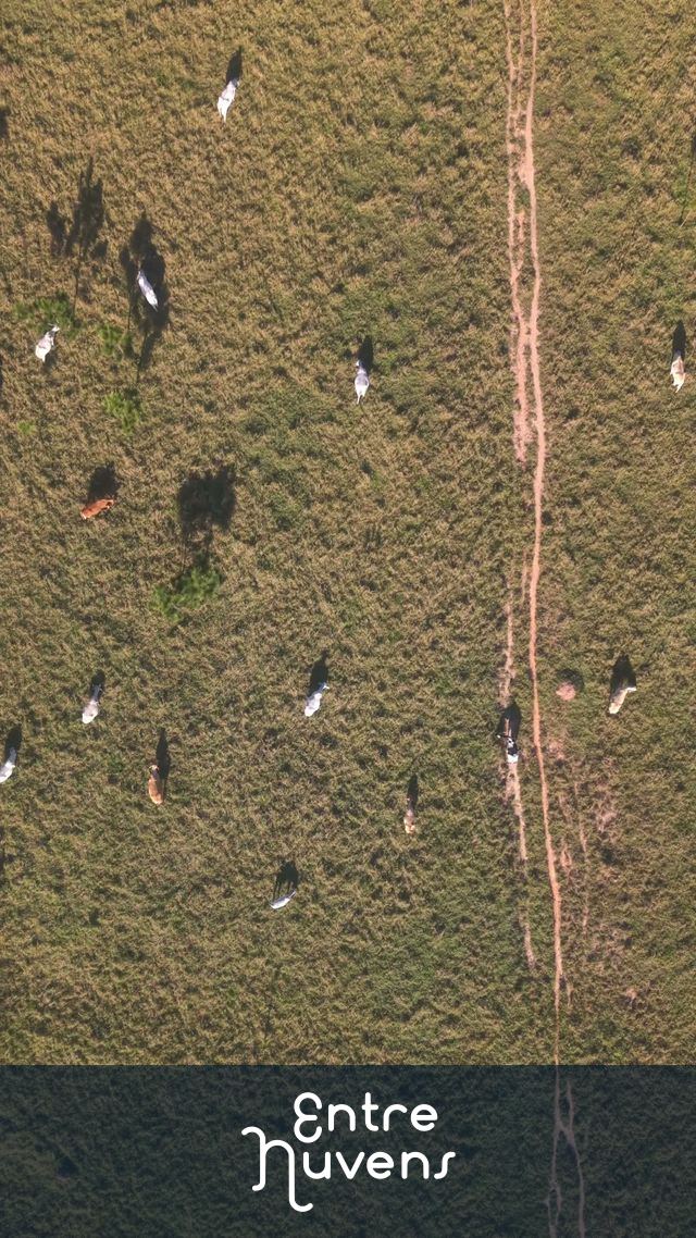 Vista aérea de gado pastando no campo