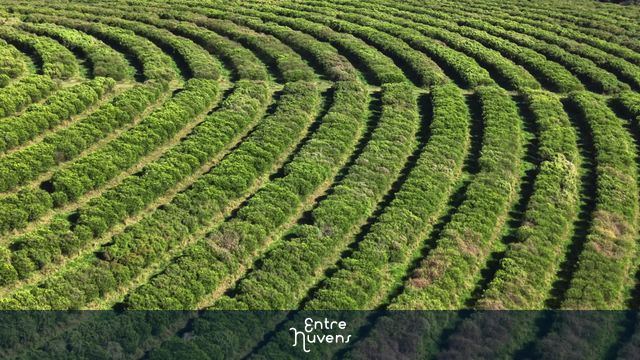 Vista Aérea de Imensa Plantação de Cítricos em Curvas de Nível — vídeo aéreo de Sorocaba