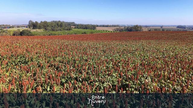 Vista Aérea de Imensa Plantação de Sorgo no Brasil — vídeo aéreo de Sorocaba