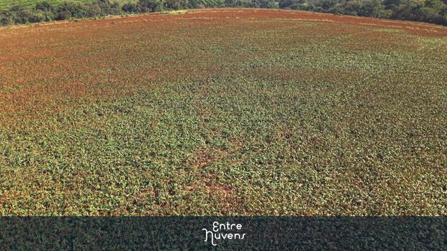 Vista Aérea de Imensa Plantação de Sorgo no Campo — vídeo aéreo de Sorocaba
