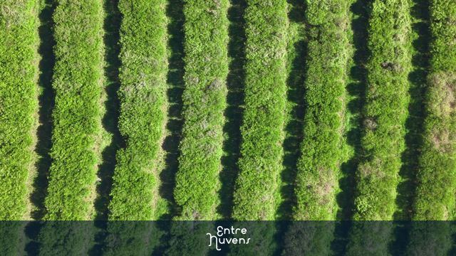 Vista Aérea de Plantação de Cítricos em Linhas Perfeitas — vídeo aéreo de Sorocaba