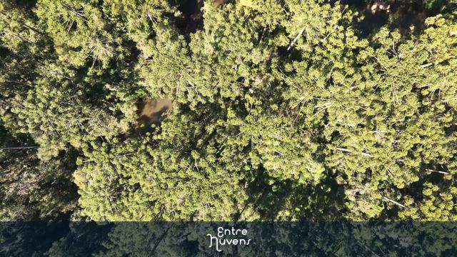 Vista Aérea Deslumbrante de Floresta de Araucárias no Brasil — vídeo aéreo de São Bento do Sapucaí