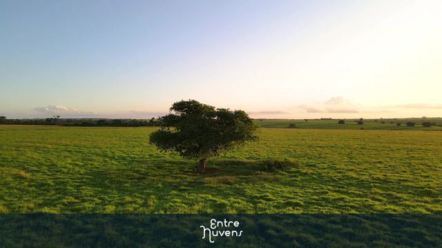 Voo de Drone 360° em Árvore na Zona Rural de Coroados