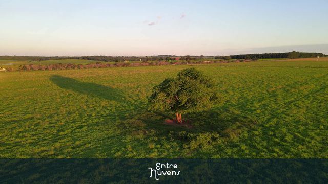 Voo de Drone 360° em Árvore na Zona Rural de Coroados