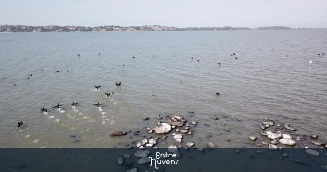 Voo razante sobre os pássaros na Lagoa de Maricá